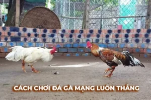 Cách Chơi Đá Gà Sabong Tại 33Win Thắng Lớn An Toàn 4 Cách Chơi Đá Gà Sabong Tại 33Win Thắng Lớn An Toàn