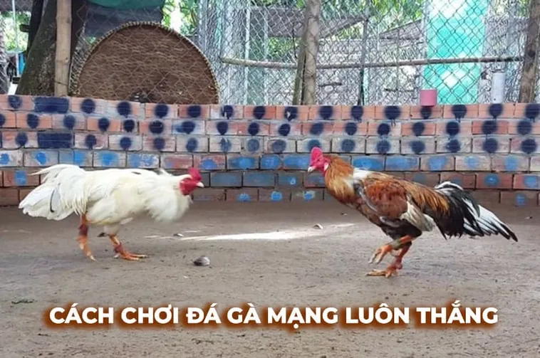 Cách Chơi Đá Gà Sabong Tại 33Win Thắng Lớn An Toàn 1 Cách Chơi Đá Gà Sabong Tại 33Win Thắng Lớn An Toàn